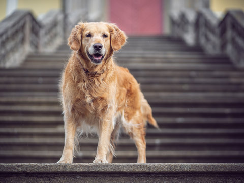 golden retriever