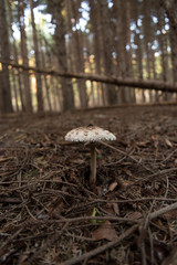  mushrooms in the forest