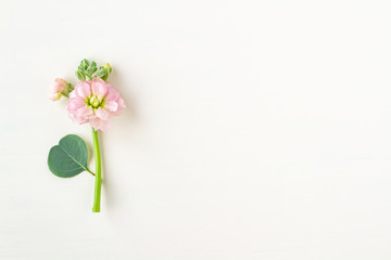 ピンクのストック　グリーティングカード