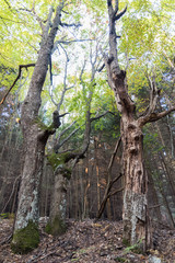 in the forest with beautiful trees