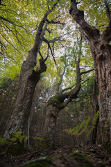 in the forest with beautiful trees