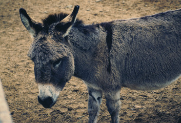 Grey Baby Donkey Up Close