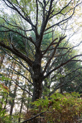 in the forest with beautiful trees