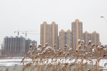 Fototapeta premium winter scenery of Chinese Urban Parks