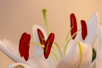 Fresh Lily