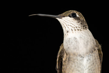 Close up of a Ruby Throated Hummingbird Against a Dark Background