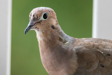 Profile of a Perched Mourning Dove
