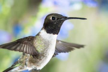 Obraz premium Black-Chinned Hummingbird Searching for Nectar Among the Blue Flowers