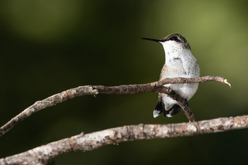 Ruby Throated Hummingbird Perched Delicately on a Slender Tree Branch