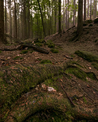 Obraz premium Waldweg 