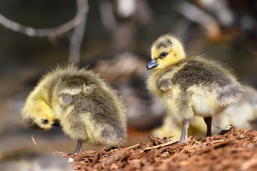 Newborn Gosling Exploring the Fascinating New World