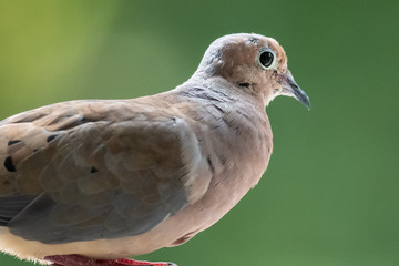 Profile of a Perched Mourning Dove