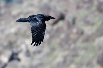 Common Black Raven Flying Over the Canyon Floor