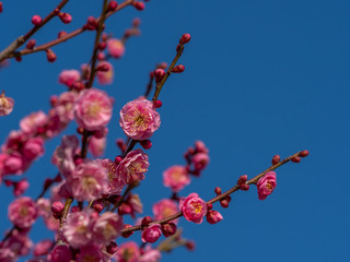 ピンクの梅の花
