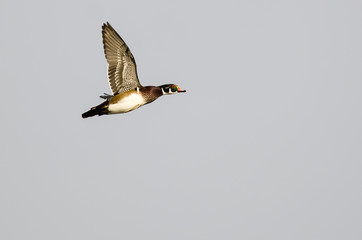 Wood Duck Flying in a Blue Sky