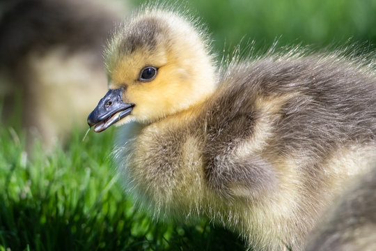 Close Profile of an Adorable Newborn Gosling