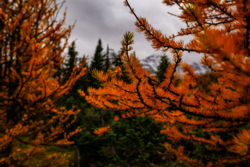 Up Close View Of Rare Orange Canadian Larch Trees In Peak Of Autumn Color