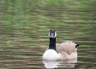 Mandarin and Wood Ducks join in the fun with Mallards
