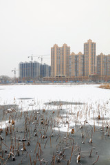 winter scenery of Chinese Urban Parks