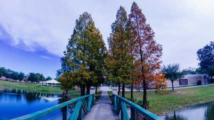 Fall tree and leaf in Florida