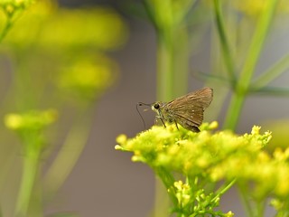 オミナエシの花の蜜を吸うイチモンジセセリ