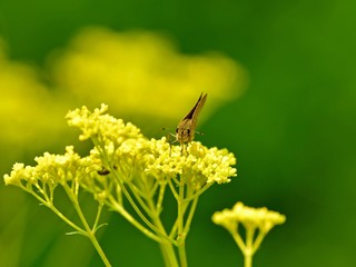 オミナエシの花の蜜を吸うイチモンジセセリ