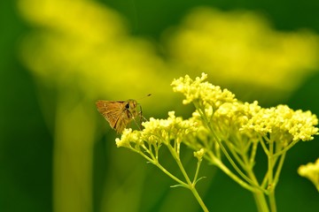 オミナエシの花の蜜を吸うイチモンジセセリ