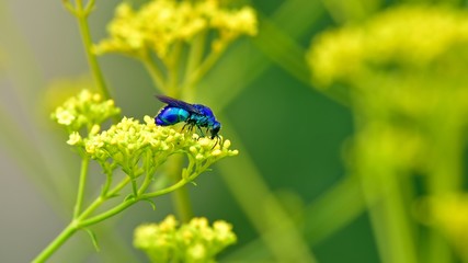 オミナエシの花の蜜を吸うオオセイボウ（青いハチ）