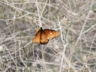 A Monarch Butterfly enjoying a desert plant in the southwest desert