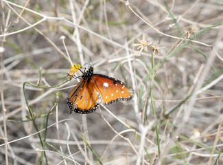 A Monarch Butterfly enjoying a desert plant in the southwest desert