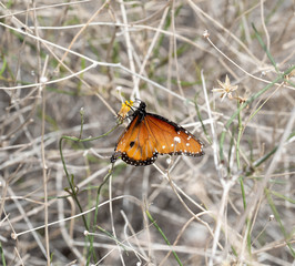 A Monarch Butterfly enjoying a desert plant in the southwest desert