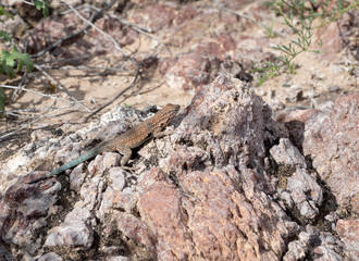 A lizard sunning himself in the desert sun