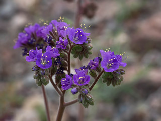 Desert flowers in full bloom