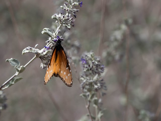 A Monarch Butterfly enjoying a desert plant in the southwest desert