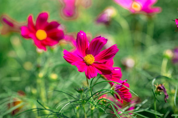 Obraz premium Background view of close-up flowers, colorful cosmos (pink, purple) planted in a garden plot, blurred by the wind blowing, looking fresh and comfortable