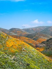 Poppy flowers during the super bloom