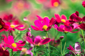 Background view of close-up flowers, colorful cosmos (pink, purple) planted in a garden plot, blurred by the wind blowing, looking fresh and comfortable