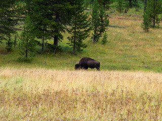 Bison in the Yellowstone National Park