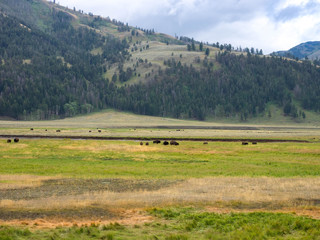 Fototapeta na wymiar Bison in the Yellowstone National Park