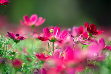 Background view of close-up flowers, colorful cosmos (pink, purple) planted in a garden plot, blurred by the wind blowing, looking fresh and comfortable