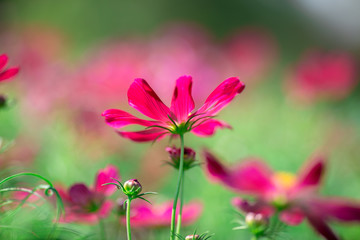 Fototapeta premium Background view of close-up flowers, colorful cosmos (pink, purple) planted in a garden plot, blurred by the wind blowing, looking fresh and comfortable