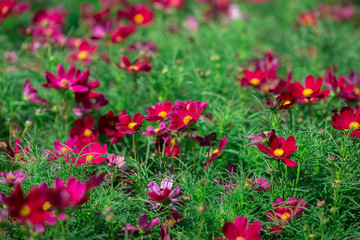 Obraz na płótnie Canvas Background view of close-up flowers, colorful cosmos (pink, purple) planted in a garden plot, blurred by the wind blowing, looking fresh and comfortable