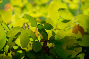Blurred abstract background of autumn colors (yellow, light green), beautiful species, to decorate gardens or plant them at restaurants or bakeries for the beauty of customers who come to use in store