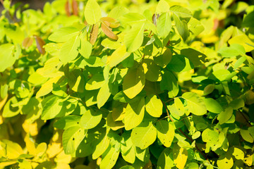 Blurred abstract background of autumn colors (yellow, light green), beautiful species, to decorate gardens or plant them at restaurants or bakeries for the beauty of customers who come to use in store