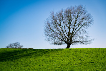 Fototapeta premium Lone tree silhouetted against the sky atop a green hill