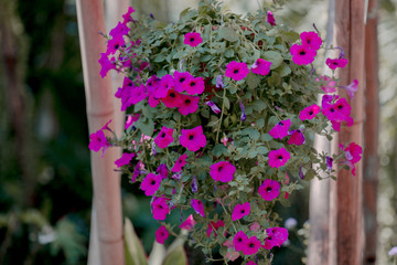 Blurred abstract background of pink flowers hanging on bamboo, for garden decorations for spectators.