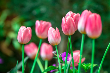 Flower background view The colorful colors of tulips (pink, red, white, orange, yellow, green, purple) planted in gardens for the beauty of the spectators, are species that grow in cold weather.