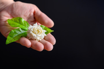 Jasmine flowers placed on a woman's hand on a black background In the concept of giving jasmine to Mother's Day in Thailand on the 12th of August every year.