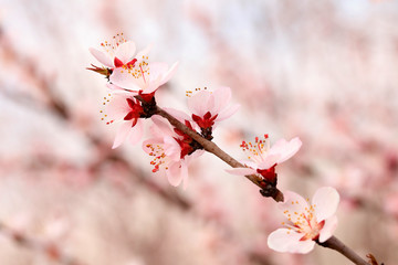 blooming peach blossoms in the garden