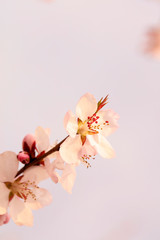 Obraz na płótnie Canvas blooming peach blossoms in the garden